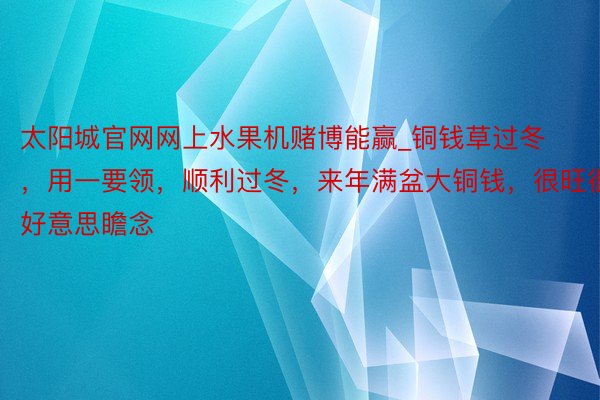 太阳城官网网上水果机赌博能赢_铜钱草过冬，用一要领，顺利过冬，来年满盆大铜钱，很旺很好意思瞻念